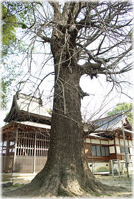 画像:諏訪神社のイチョウ