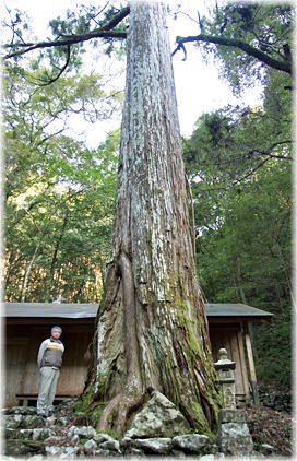 画像:安芸ノ川八坂神社のスギ(幹と並ぶ)