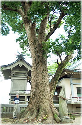 �摜�F�����󖞋{�̃N�X�m�L�i���ƕ��ԁj