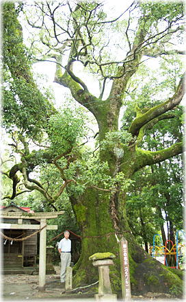 画像:阿佐加利神社のクスノキ(幹と並ぶ)