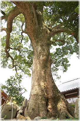 画像:厚浜諏訪神社のクスノキ