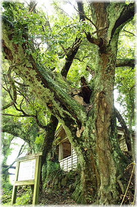 画像:淡島神社のスダジイ