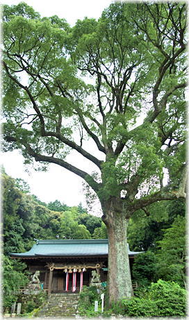 画像:四阿屋神社のクスノキ