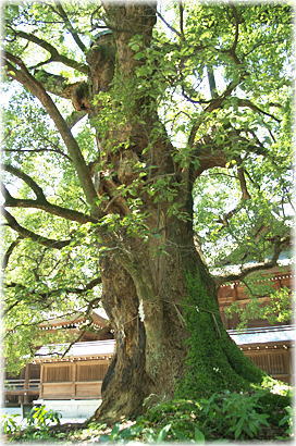 画像:千栗八幡宮のクスノキ