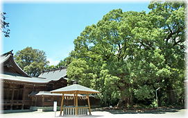 画像:千栗八幡宮のクスノキ(全景)