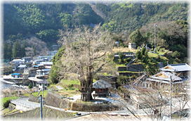 画像:長者の大銀杏(遠景)