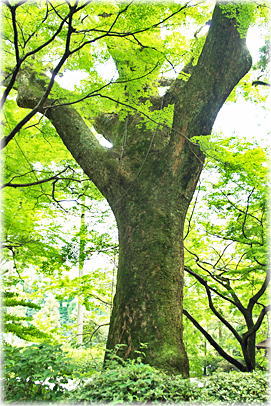 画像:大興善寺のクスノキ