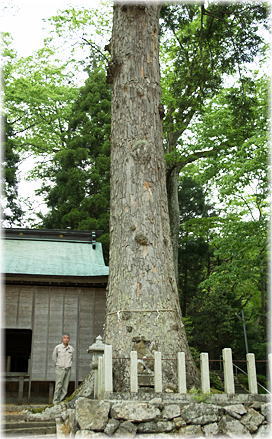 画像:依居神社の大モミ(幹と並ぶ)