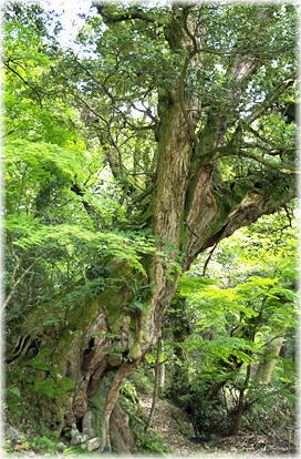 画像:縁城寺のシイノキA