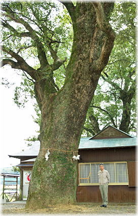 画像:不破八幡宮のクスノキ(幹と並ぶ)