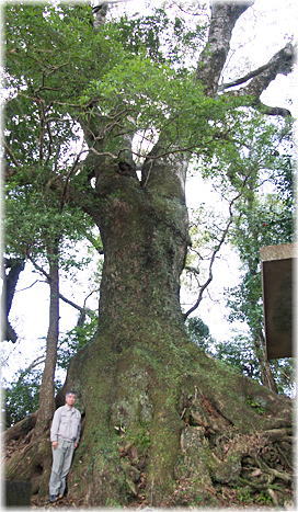 画像:弘岡上のクスノキ(幹と並ぶ)