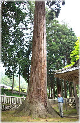 画像:畑八幡神社のスギ(幹と並ぶ)