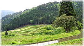 画像:畑の棚田