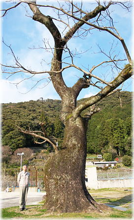 画像:葉山小学校のセンダン(幹と並ぶ)