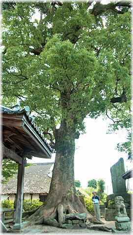 画像:干潟阿蘇神社のクスノキ(幹と並ぶ)