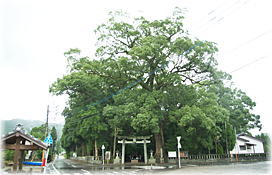 画像:比木神社のクスノキA(全景)