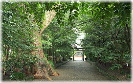 画像:比木神社のクスノキB
