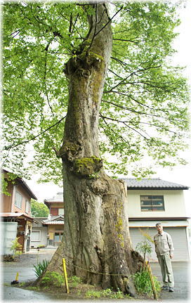 画像:日尾池姫神社のムクノキ(幹と並ぶ)
