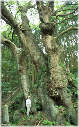 画像:平山天満宮の大クス(幹と並ぶ)