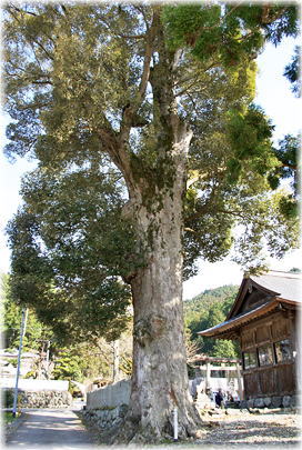 画像:本上角八幡神社のイチイガシ