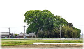 画像:布留神社のクスノキ(遠景)