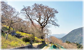 画像:ひょうたん桜(全景)