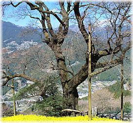 画像:ひょうたん桜_2