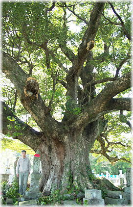 画像:以布利のタブノキ(幹と並ぶ)