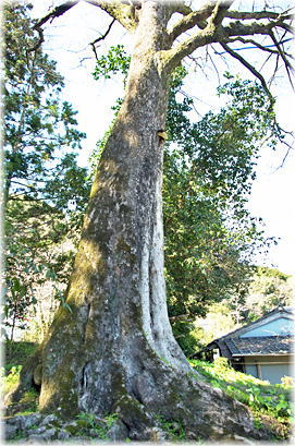 画像:池田神社のムクノキ