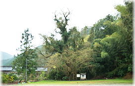 画像:伊与野のいちょう(遠景)