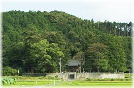 画像:神功皇后神社のイチイガシ(遠景)