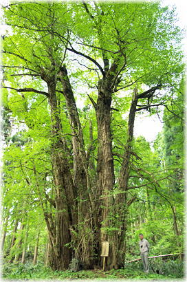 画像:寺領観音堂のイチョウ(幹と並ぶ)