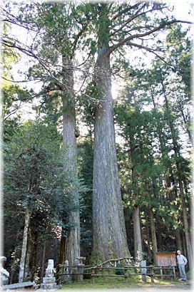 画像:地吉の夫婦杉(幹と並ぶ)