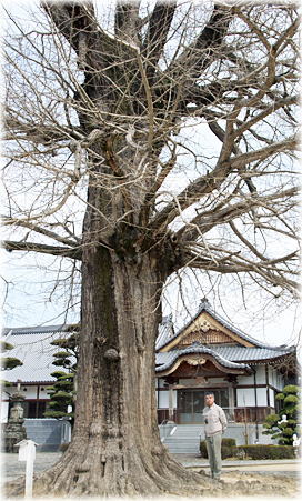 画像:地蔵寺のイチョウ(幹と並ぶ)