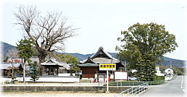 画像:地蔵寺のイチョウ(遠景)