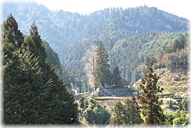 画像:杖杉庵のイチョウ(遠景)