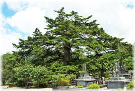 画像:十輪寺の樅の木(全景)