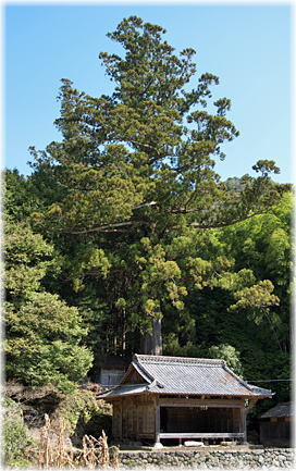 画像:十三躰星神社のスギ(全景)
