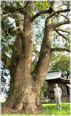 画像:香美住吉神社のクスノキ(幹と並ぶ)