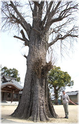 画像:鏡松八幡神社のイチョウ(幹と並ぶ)