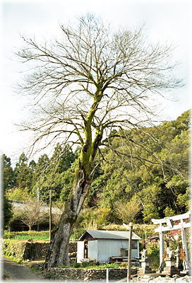 画像:神有のムクノキ(全景)