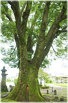 画像:神柱公園のケヤキ