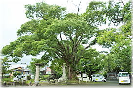 画像:神柱公園のケヤキ(全景)