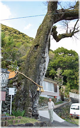 画像:閑慶院のムクノキ(幹と並ぶ)