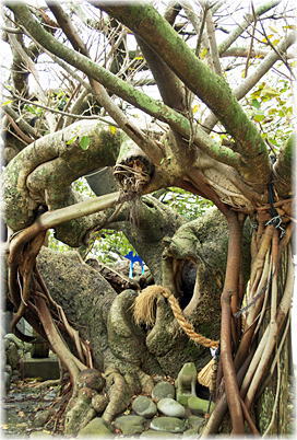 画像:柏島稲荷神社のアコウ