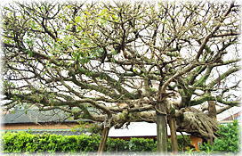 画像:柏島稲荷神社のアコウ(境内にある別のアコウ)
