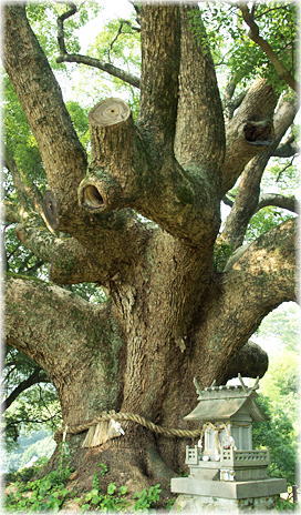 画像:川棚のクスの森_1