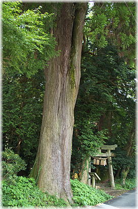 画像:菊ノ宮神社のスギ