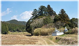 画像:槿花天神宮のスギ(遠景)