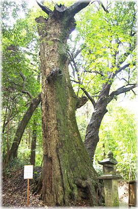 画像：霧島岑神社のイチイガシ